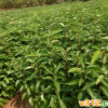 湖北香樟小苗批發，湖北樟樹小苗價格于供應