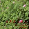 四季玫瑰苗 四季玫瑰小苗 室內(nèi)花卉 玫瑰苗 平陰食用玫瑰