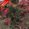 繁花季同安紅三角梅大苗 三角梅盆景 四季開(kāi)花