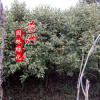 哪里有賣輝煌女貞 三色女貞 彩葉樹種輝煌女貞3-6公分金邊女貞