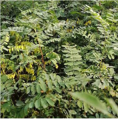 基地直銷紫穗槐樹工程苗木 防風固沙價格優惠紫穗槐苗 規格齊全