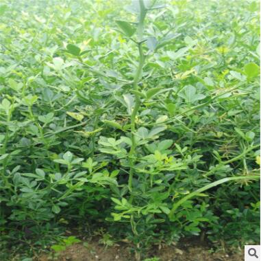 枸橘苗基地培育嫁接枸橘樹(shù)苗帶刺籬笆用枳殼苗規(guī)格齊全易成活