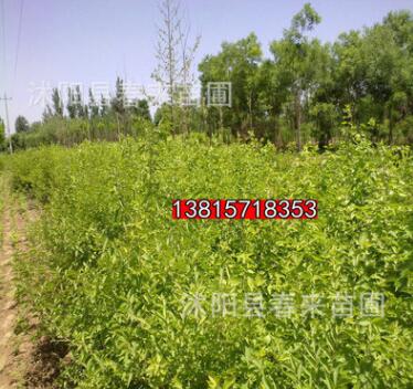 基地直銷優質金銀木 綠化灌木 規格齊全貨源充足