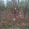 2019年河南紅玉蘭新報價