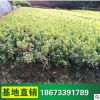 基地供應 長期大量供應 綠化苗夏娟 量大從優(yōu) 規(guī)格齊全