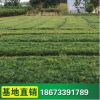 供應批發(fā) 青葉麥冬草 四季常青草皮 護坡綠化 各類地被植物