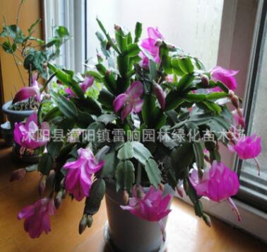 室內(nèi)多肉植物 蟹爪蘭盆栽 當年開花 蟹爪蓮帶花苞