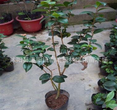 批發(fā)盆栽茶花苗 茶花盆栽 茶花大苗