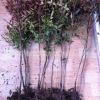 批發(fā)供應(yīng) 南天竹小苗 各種苗木小苗 南天竹苗 觀葉植物 庭院植物