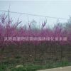 紫荊 紫荊花 紫荊樹(shù) 叢生紫荊 風(fēng)景樹(shù)苗 綠化工程公司