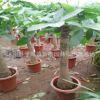 發(fā)財(cái)樹(shù) 盆栽花卉綠色植物