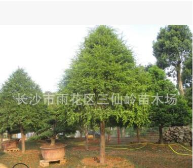 批發(fā)2-3-4公分的紅豆杉 湖南優(yōu)質(zhì)紅豆杉價格實(shí)惠