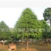 批發(fā)2-3-4公分的紅豆杉 湖南優(yōu)質紅豆杉價格實惠