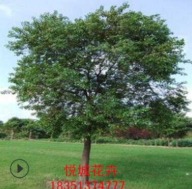 烏桕樹苗工程綠化苗木色塊綠籬四季常青行道點(diǎn)綴量大從優(yōu)烏桕樹
