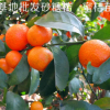 直銷果樹新品種盆栽地栽桔子樹苗早熟無籽蜜桔砂糖橘子苗當年結(jié)果