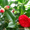 批發(fā)新品種茶花苗帶花苞盆栽名貴茶花六角大紅茶花樹苗進口茶花苗