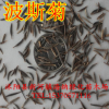 批發進口 波斯菊種子 混色裝 芽率高 質量保證 歡迎選購