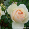 歐月 大花月季 利奇菲爾德天使 非常勤花的強香品種 白色或淡黃色