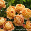 批發歐月藤本月季花 夏洛特夫人 攀援植物 月季花苗 爬藤植物