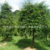 熱銷推薦正宗紅豆杉 抗癌植物紅豆杉 南方紅豆杉苗