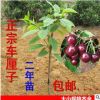 櫻桃樹苗 車厘子樹苗 地栽當年結果 南方北方種植庭院種植果樹苗