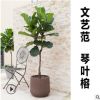 琴葉榕 大型室內盆栽綠植凈化空氣簡約工業北歐風格植物 棒棒糖型