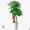 發財樹盆栽植物 室內客廳 大型綠植盆景 四季常青辦公室 招財花卉