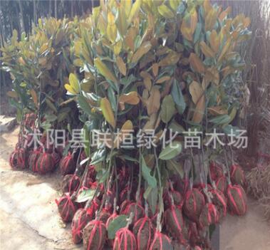 批發 廣玉蘭樹苗 廣玉蘭小苗 庭院苗木規格齊全 綠化苗木苗