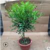 九里香盆栽 開花綠植 盆栽七里香 九里香苗開花香氣襲人驅蚊植物