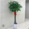 室內花卉 盆景植物 發財樹盆栽 客廳創意花草 大型綠植 凈化空氣