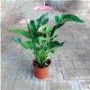 客廳辦公室內綠植水培土培盆栽植物 紅掌苗帶花發貨 四季開花包郵
