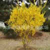 供應(yīng)庭院綠化苗木/黃老虎苗小苗/又名連翹 40-60cm高綠化工程用苗