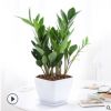 金錢樹 搖錢樹 室內客廳大綠植盆栽盆景花卉吸甲醛觀葉 招財植物