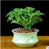 驅蚊草 室內滅蟲殺蚊子香草驅蚊子綠植花卉香葉天竺葵 盆栽地栽苗
