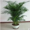 散尾葵 鳳尾竹 富貴椰子室內客廳大型綠植袖珍椰子盆栽吸甲醛包郵