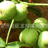 現貨供應 地栽 庭院果樹苗木 嫁接香玲核桃樹苗 當年結果