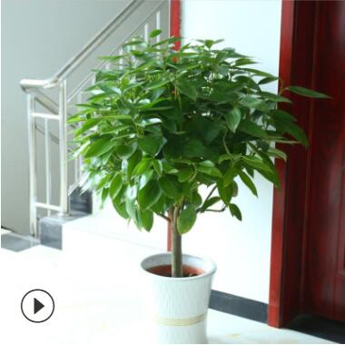 批發(fā)大型植物平安樹(shù) 幸福樹(shù)盆栽 平安樹(shù)室內(nèi)四季常青花卉觀(guān)葉植物
