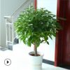 批發大型植物平安樹 幸福樹盆栽 平安樹室內四季常青花卉觀葉植物
