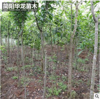 基地出售供應海棠苗 量大價低基地直銷 規(guī)格齊全高成活海棠苗