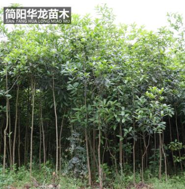 工程綠化樹木桂花苗 量大價低基地直銷 規(guī)格齊全高成活桂花苗批發(fā)