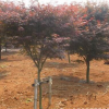 紅楓樹苗