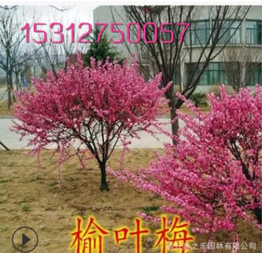 榆葉梅樹苗 各種規格榆葉梅苗 苗木基地直銷