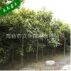 枇杷樹 枇杷果 咳嗽 園林觀賞 適應(yīng)性廣 綠化 風(fēng)景樹