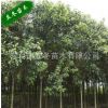 女貞 抗寒力強(qiáng) 凌冬青翠 行道樹 風(fēng)景樹 基地直銷