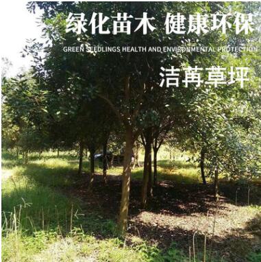 園林植物專業(yè)生產(chǎn)定制批發(fā)櫸樹 綠色環(huán)保綠化苗木凈化空氣防風