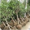 潔苒種植場(chǎng)專業(yè)批發(fā)桂花 天然清香健康環(huán)保 綠化苗木