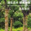 量大從優(yōu)樸樹 潔苒種植場(chǎng)專業(yè)種植批發(fā)定制環(huán)保綠色無污染