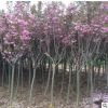 櫻花綠化苗木 種植場(chǎng)專業(yè)生產(chǎn)量大從優(yōu)質(zhì)量保障觀賞性高