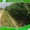 基地供應批發優質綠化苗木 竹柳樹苗 速生竹柳苗 規格齊全 防護樹