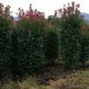 工程綠化紅葉石楠球型柱子 色塊毛球規格齊全 蕭山基地直銷一站式